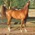 Padron/Great  Show performanceprospect