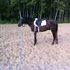 Flashy Large Pony