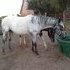 Great brood mare and terrific foal!!