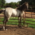 Docs Hickory/Two Eyed Jack bred Grulla standing