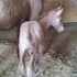 cute April red dun filly