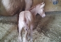 cute April red dun filly