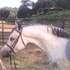 Beautiful Section C Gelding