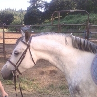 Beautiful Section C Gelding