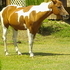 Beautiful Red/White Mare