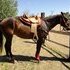 *VIDEO* Great Trail Gelding w/Show Experience