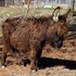 Super Woolly Mini Jack