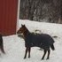 Eventing/hunter/racing prospect!