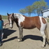 3 YR OLD MARE