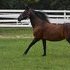 Morgan Mare