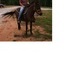 Gaited Molly Mule