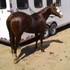 Barrel Rope Ranch Gelding