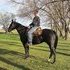 Big Fun Beautiful Black Gelding
