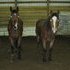 annie is a clydesdale /paint cross filly