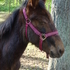 unique colored mule
