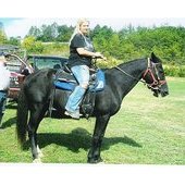 8 year old racking mare