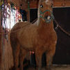 In the barn