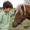   top quality 8 year old friesian mare and stallio