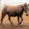 Miniature Molly Mule