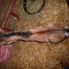 dorsal stripe