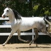 'Patron' at trot