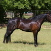 Missouri Fox Trotter gelding 