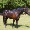 Missouri Fox Trotter gelding 