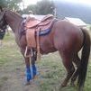 Cow-Horse Deluxe! Barrels? No problem!