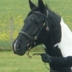 Handsome Gypsy Vanner For Sae