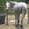 PODEO PROSPECT