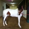 Romeo