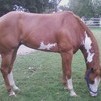 Beautiful Registered Paint 