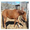 Green Mare
