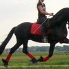 Stunning 7 year old Friesian gelding 