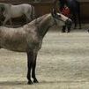 andalusian stallion