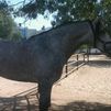 andalusian stallion