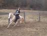 Round pen training