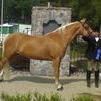 Horse show