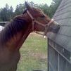 Scratching her nose
