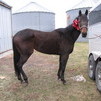 Brown TB Mare for sale!