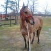 dun pocos roper started heel horse