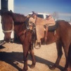 UTAH! Awesome Pony!