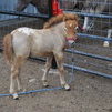 Miniature Appaloosa