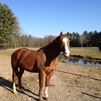 Big Beautiful Chestnut 