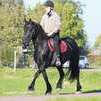 Quiet Friesian Horse