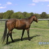 First Down Dash/Bugs Alive Stallion