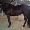 Super cute black cutting bred mare