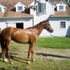 Dutch warmblood/Thorough bred