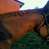 Braided Mane