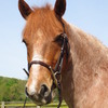 Mo - Your all around pony!